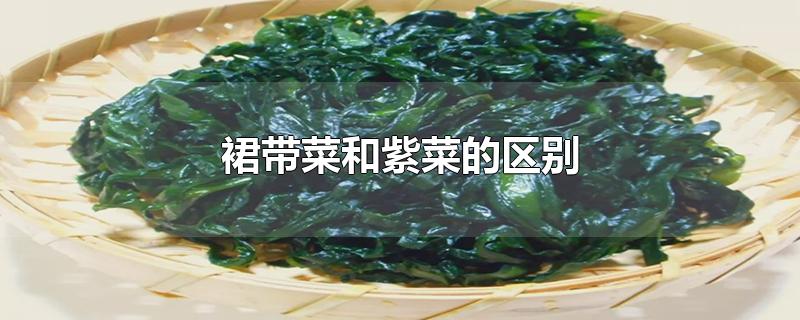 裙带菜和紫菜的区别