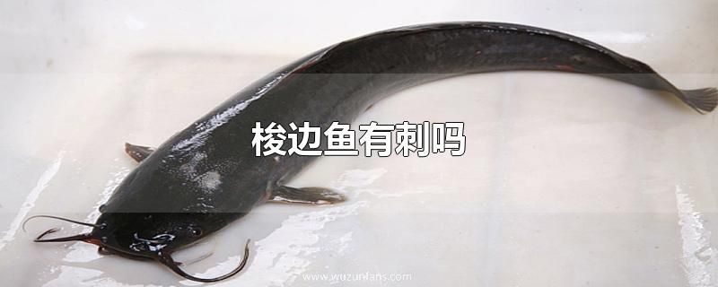 梭边鱼有刺吗