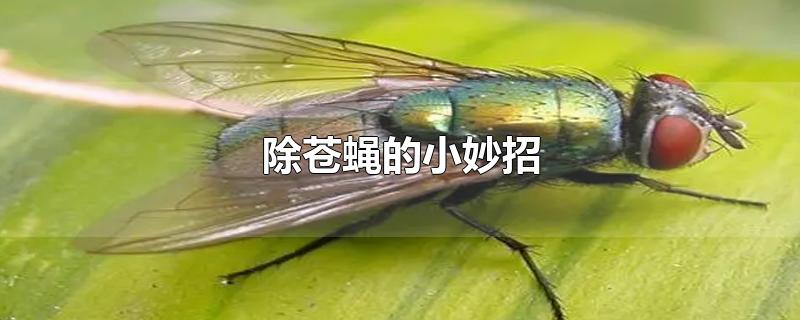 除苍蝇的小妙招