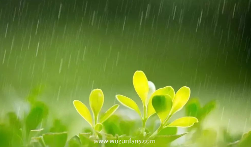 烧开的雨水与烧开的自来水哪个干净
