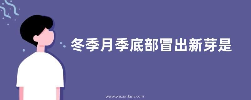 冬季月季底部冒出新芽是摘掉还是保留