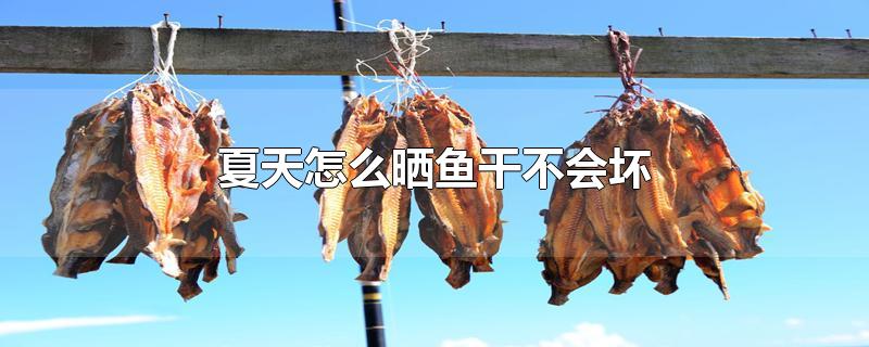 夏天怎么晒鱼干不会坏