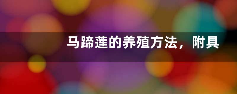 马蹄莲的养殖方法，附具体操作