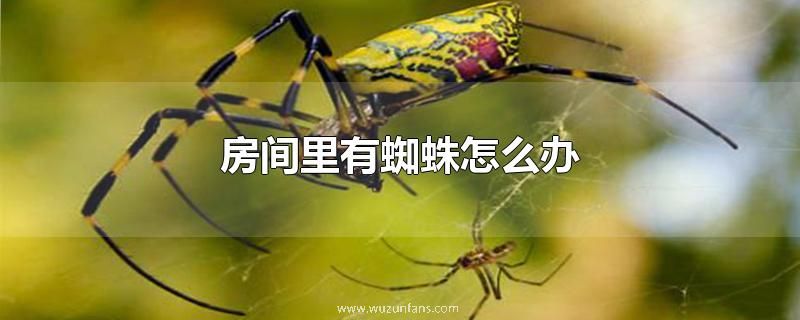 房间里有蜘蛛怎么办