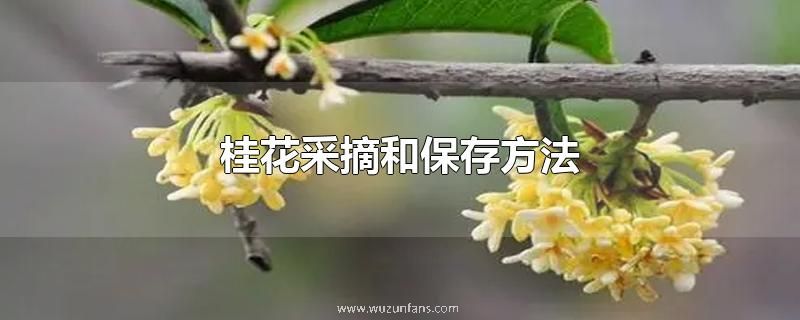 桂花采摘和保存方法