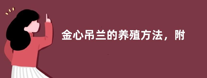 金心吊兰的养殖方法，附金心吊兰的养殖价值及繁殖方法