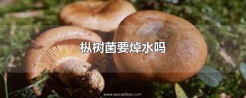 枞树菌要焯水吗