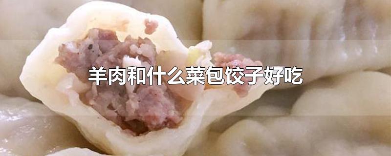 羊肉和什么菜包饺子好吃
