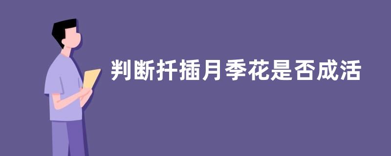 判断扦插月季花是否成活
