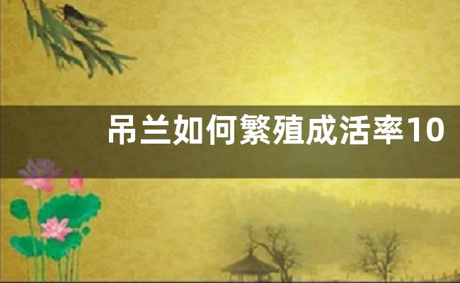 吊兰如何繁殖成活率100%