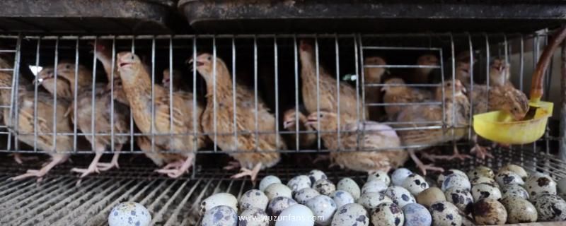 鹌鹑孵化后如何饲养
