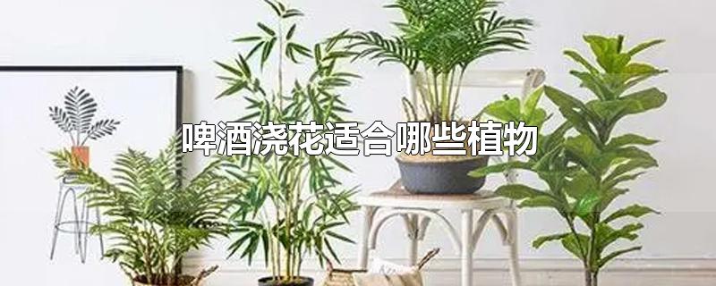 啤酒浇花适合哪些植物