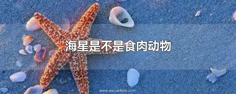 海星是不是食肉动物