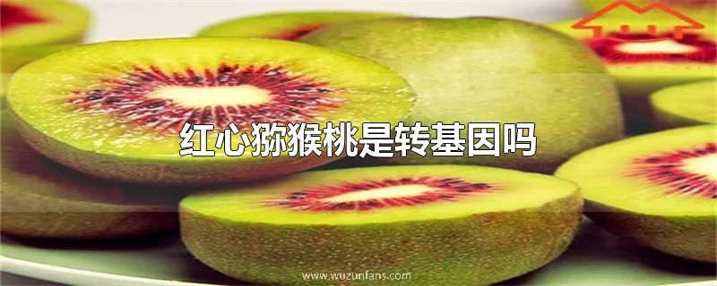 红心猕猴桃是转基因吗