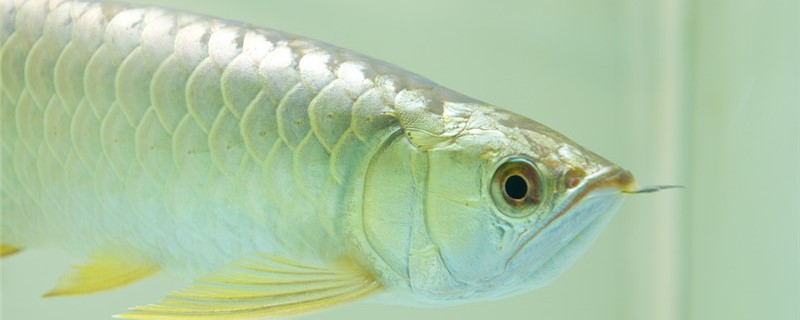龙鱼是海水鱼还是淡水鱼