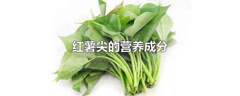 红薯尖的营养成分