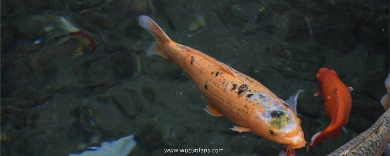锦鲤不吃食是什么原因