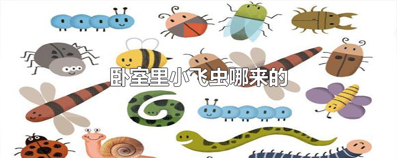 卧室里小飞虫哪来的