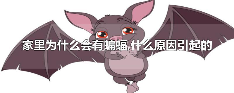 家里为什么会有蝙蝠,什么原因引起的