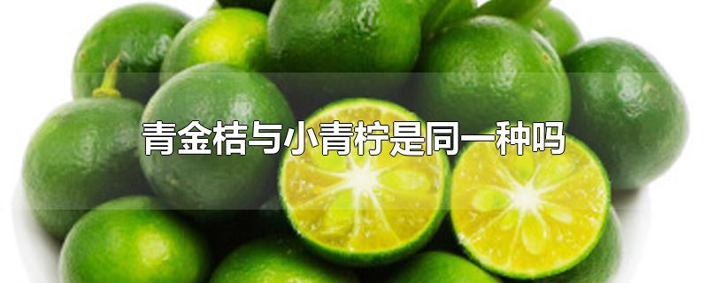 青金桔与小青柠是同一种吗
