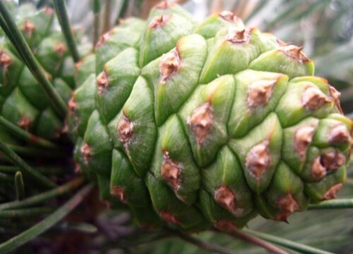 裸子植物有花吗（常见裸子植物有真正的花和果实吗）
