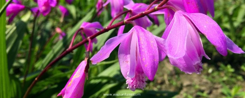 白芨种植基地在哪里？白芨种植有哪些风险