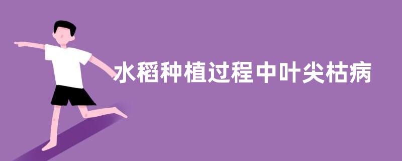 水稻种植过程中叶尖枯病防治措施，附病原及传播途径和发病条件