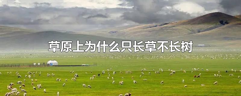 草原上为什么只长草不长树