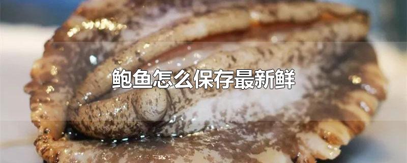 鲍鱼怎么保存最新鲜