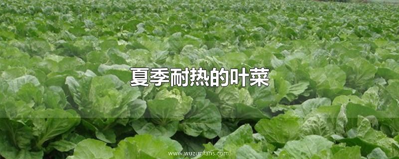 夏季耐热的叶菜