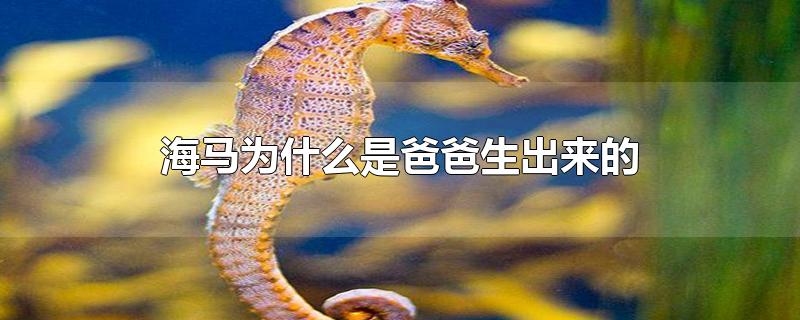 海马为什么是爸爸生出来的