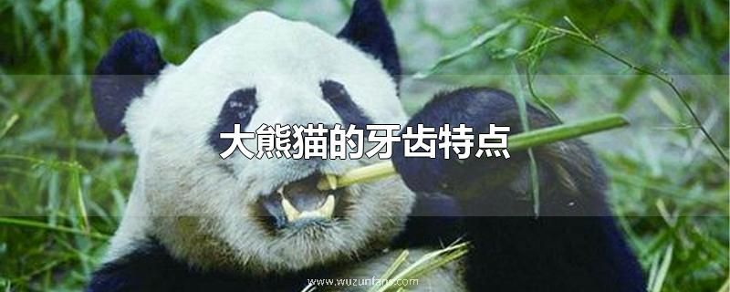 大熊猫的牙齿特点