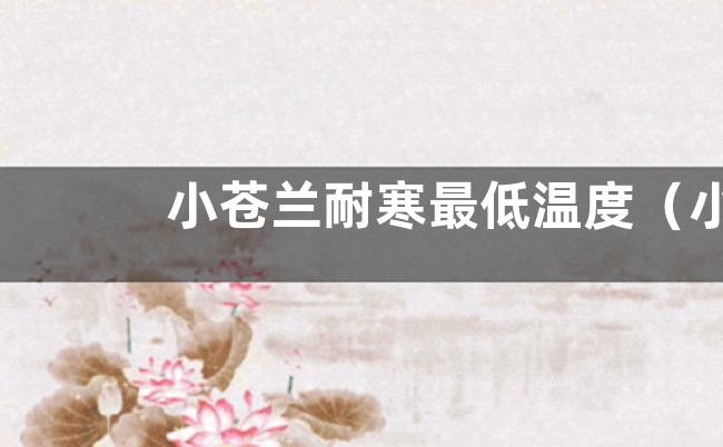 小苍兰耐寒最低温度（小苍兰冬季养护的方法）