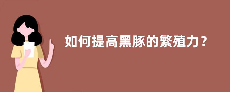 如何提高黑豚的繁殖力？主要有六个方面