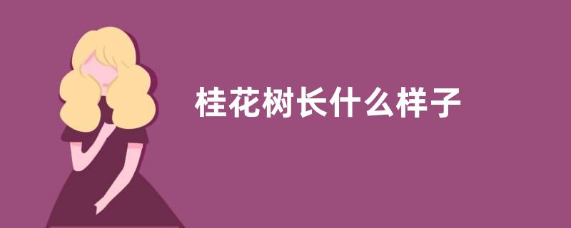桂花树长什么样子