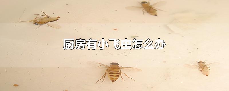 厨房有小飞虫怎么办