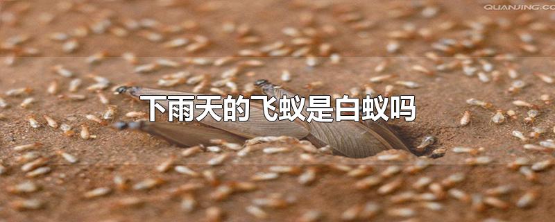 下雨天的飞蚁是白蚁吗