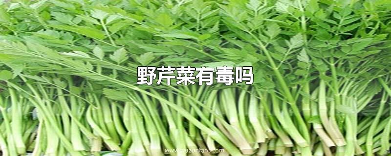 野芹菜有毒吗