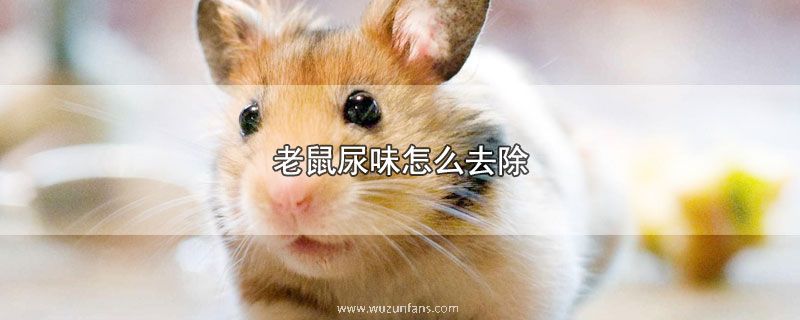 老鼠尿味怎么去除