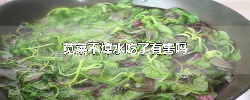 苋菜不焯水吃了有害吗