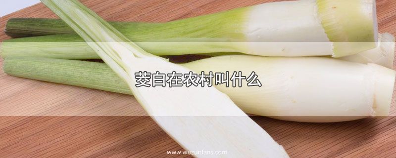 茭白在农村叫什么