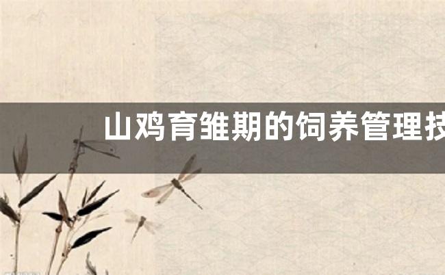 山鸡育雏期的饲养管理技术，育雏期管理