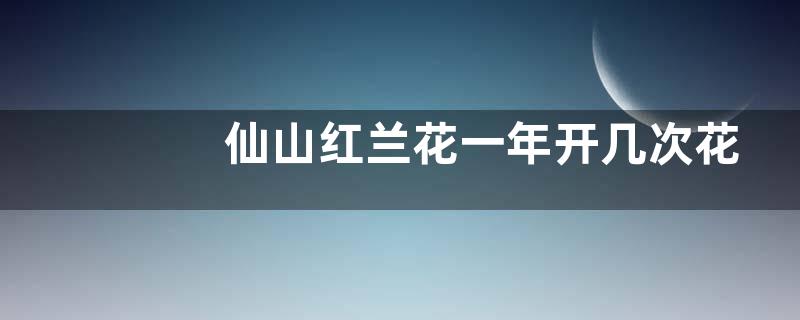 仙山红兰花一年开几次花