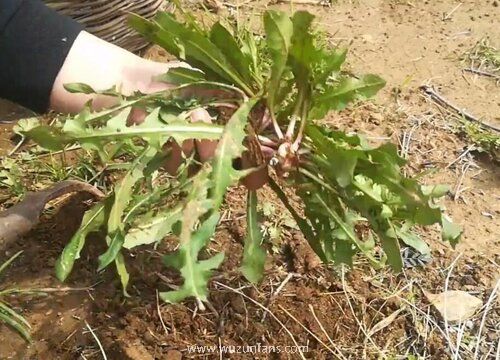 蒲公英属于花还是草类 属于草本植物