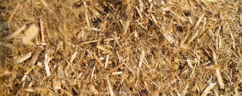 花生秧有什么用途？附花生秧青贮的好处