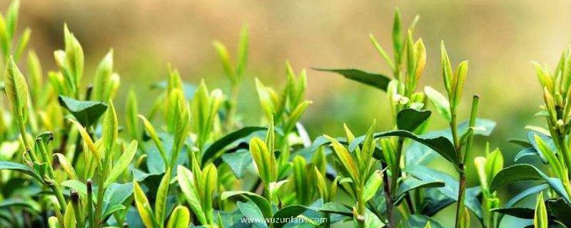 茶叶保质期多长时间