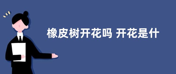 橡皮树开花吗 开花是什么样子