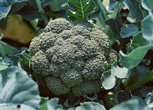 花菜类蔬菜有哪些种类 花椰菜和西蓝花