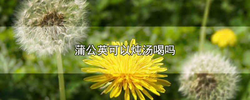 蒲公英可以炖汤喝吗