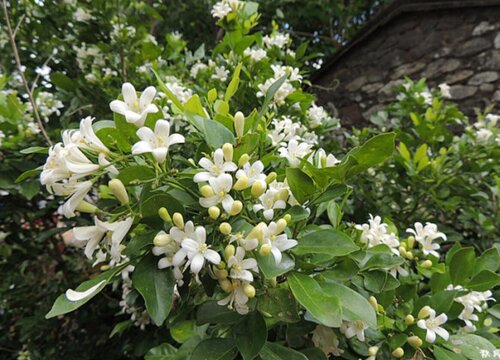 十里香什么时候开花 花期是几月